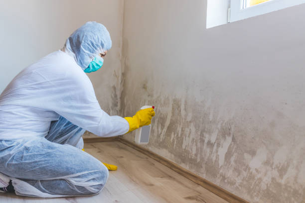 Licensed Black Mold Removal service in Hawthorne, NJ - WQB Mold Removal