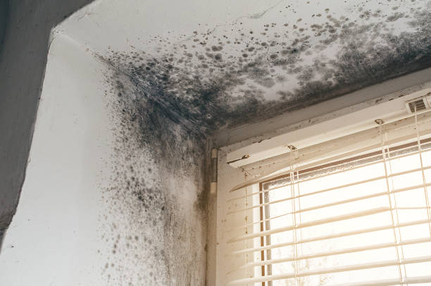 Affordable Black Mold Removal solutions in Hawthorne, NJ